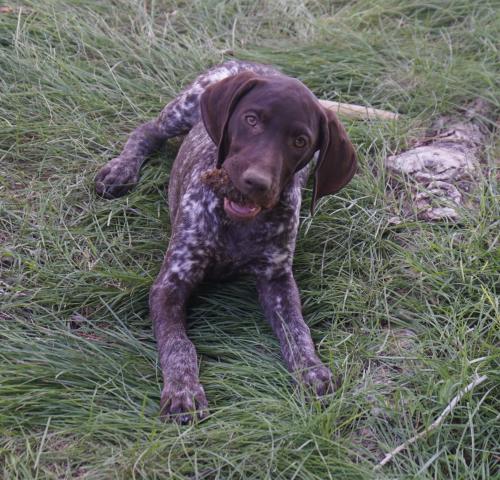Daisy2