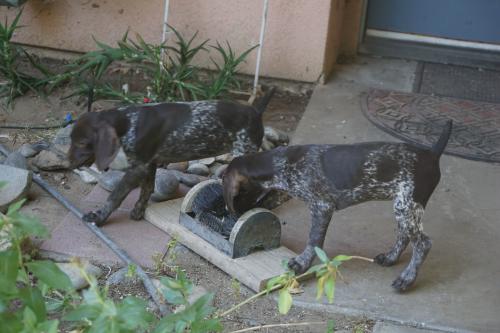 Both pups