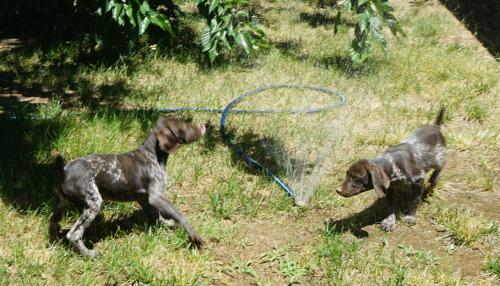 Warer dogs